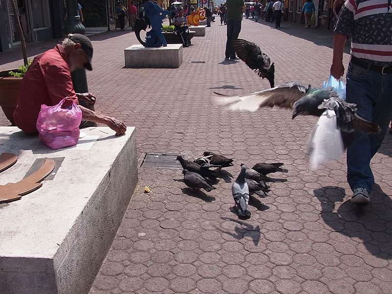 Der Mann hatte ein Herz für Stadttauben, die sich sofort auf das Brot stürzten; Foto: 09.05.2012, San José