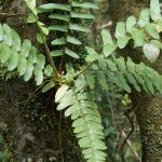 Unbestimmte Pflanzenarten aus Costa Rica