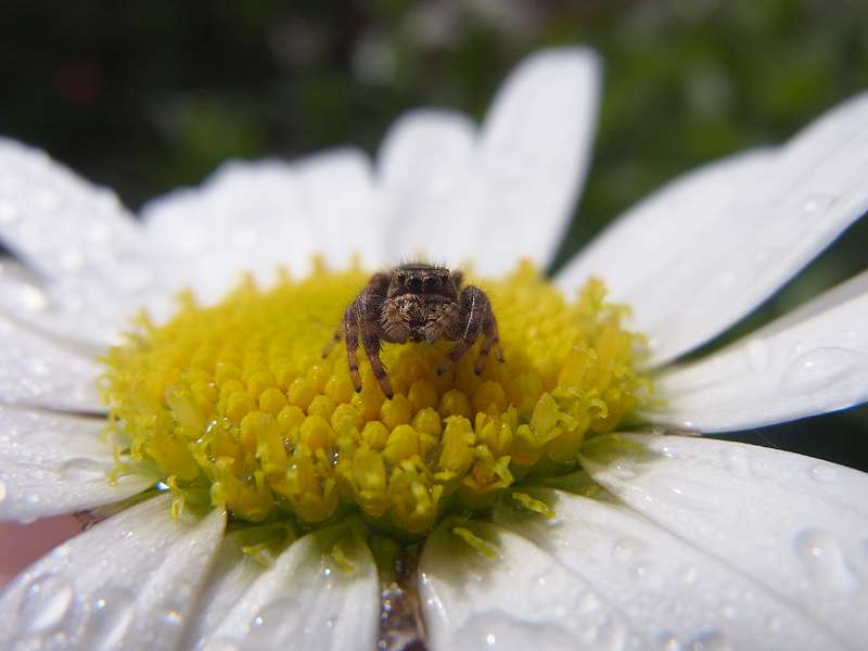 Auf manchen Blüten lauern kleine Jäger auf Insektenbeute (unbestimmte Spinnenart Nr. 18); Foto: 08.05.2012, San Gerardo de Dota