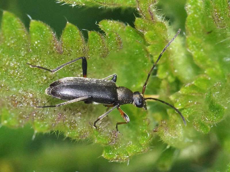 Mattschwarzer Blütenbock (Common Grammoptera, Grammoptera ruficornis); Foto: 12.09.2024, Düsseldorf-Urdenbach