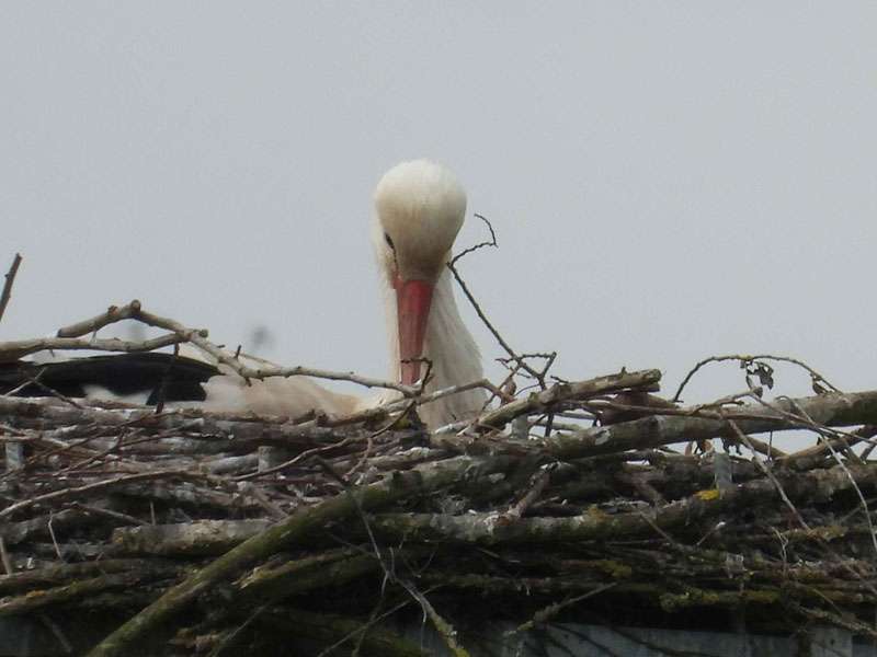 Weißstorch (White Stork, Ciconia ciconia); Foto: 27.04.2024, Düsseldorf-Urdenbach