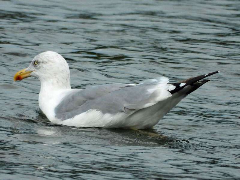 Silbermöwe (Herring Gull, Larus argentatus); Foto: 12.09.2024, Düsseldorf-Urdenbach Silbermöwe (Herring Gull, Larus argentatus); Foto: 12.09.2024, Düsseldorf-Urdenbach