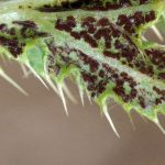 Brandpilze und Rostpilze