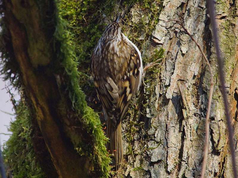 Waldbaumläufer (Eurasian Treecreeper, Certhia familiaris); Foto: 17.03.2016, NSG Oberes Ölbachtal, Bochum-Gerthe