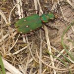 Käfer im Gleispark Frintrop