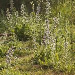 Pflanzen und Pilze im Gleispark Frintrop