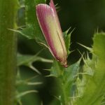 Schmetterlinge im Gleispark Frintrop