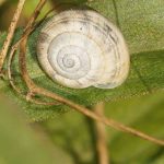 Tiere im Gleispark Frintrop