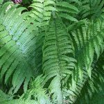 Pflanzen, Pilze und Flechten im Hiesfelder Wald