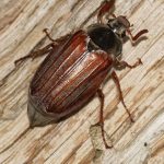 Tiere im Hiesfelder Wald