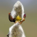 Pflanzen & Pilze im NSG Oberes Ölbachtal