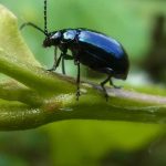 Tiere im NSG Oberes Ölbachtal