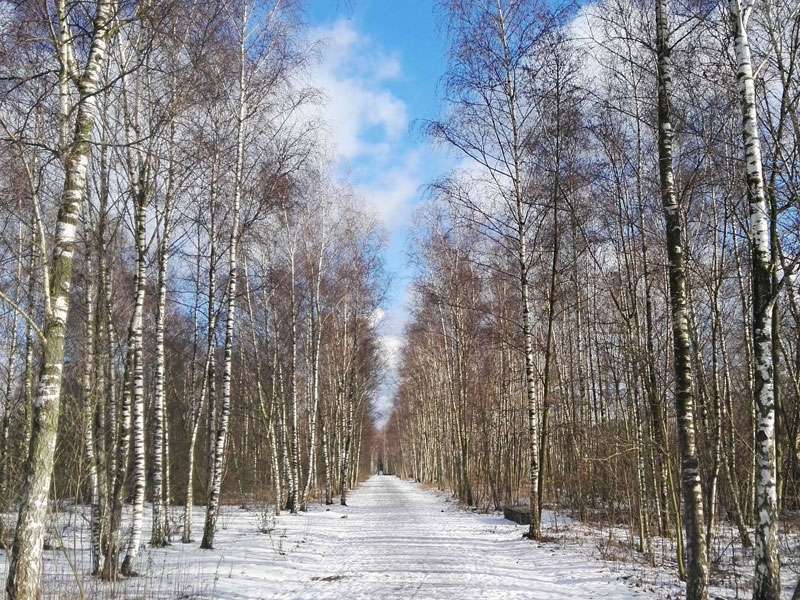 Der Birkenwald des Gleisparks Frintrop im Winter; Foto: 03.02.2019