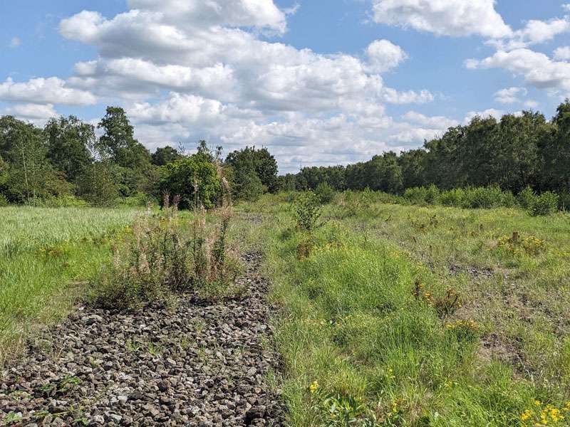 Spätsommer im Gleispark Frintrop; Foto: 26.08.2023