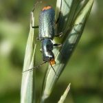 Insekten in der Oberen Flehbachaue