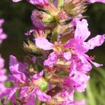 Pflanzen in der Oberen Flehbachaue