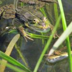 Sonstige Tiere in der Oberen Flehbachaue