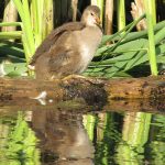 Vögel in der Oberen Flehbachaue