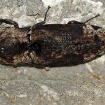 Schnellkäfer (Click Beetles, Elateridae)