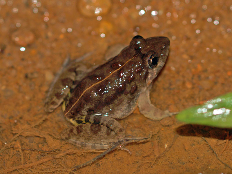Minervarya agricola; Foto: 10.09.2015, Kitulgala